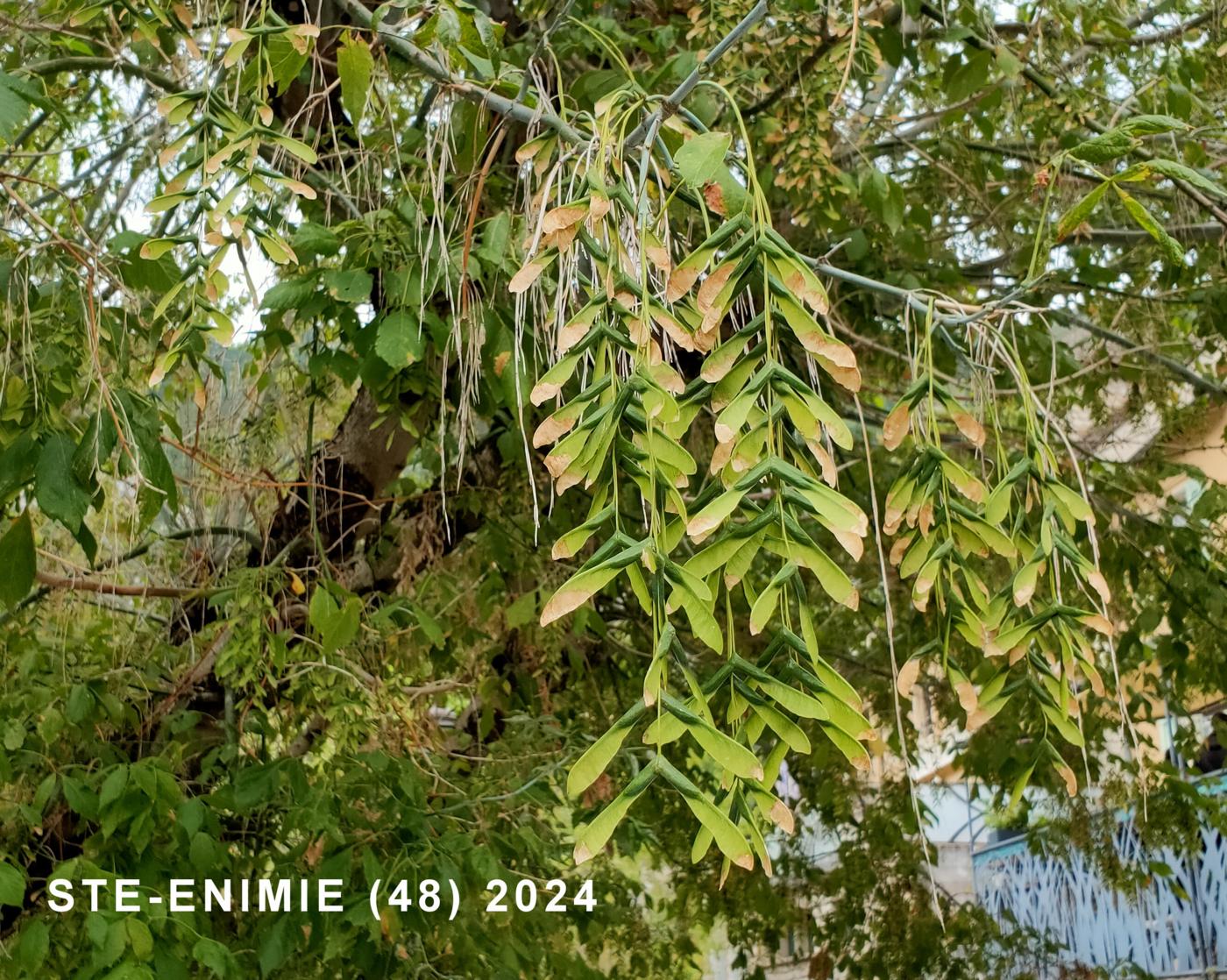 Maple, Manitoba fruit